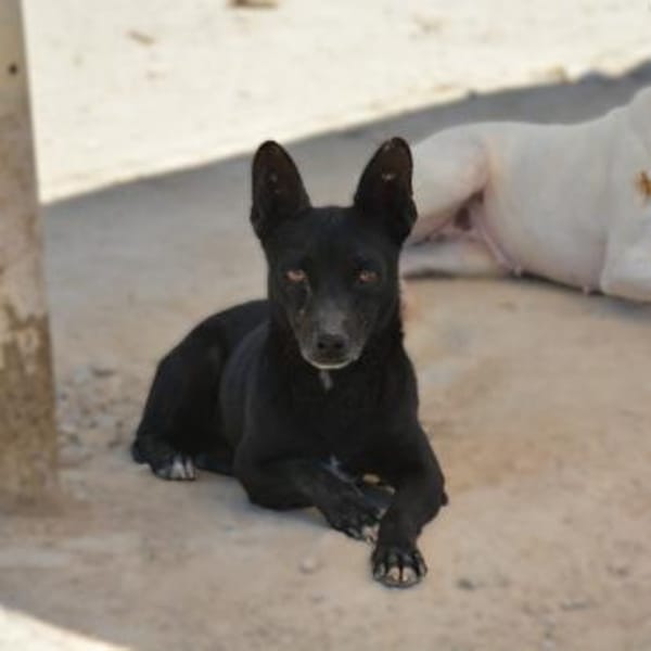 Negrito sucht sein Glück