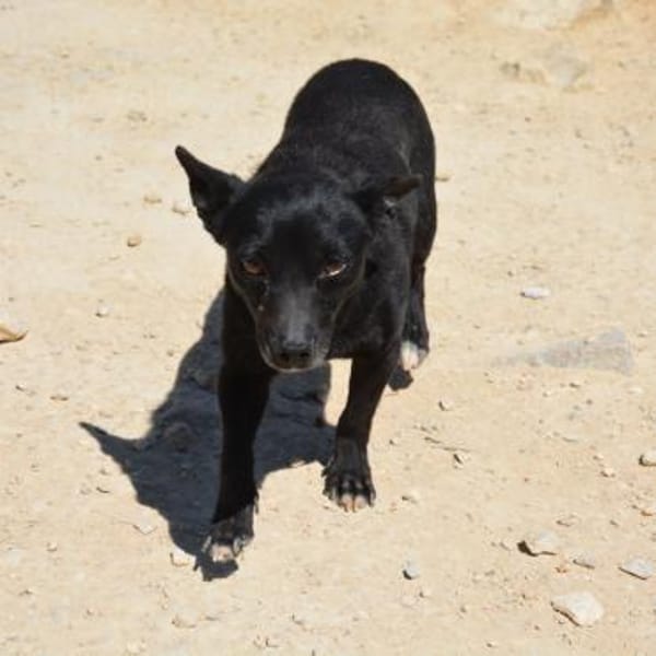 Negrito sucht sein Glück