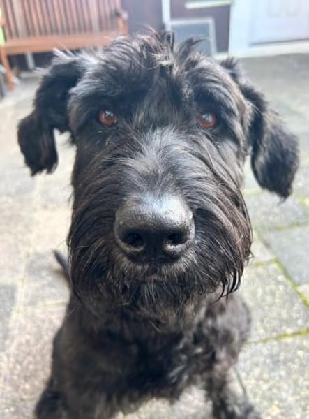 Laika, Riesenschnauzer (geb. 02/2017)