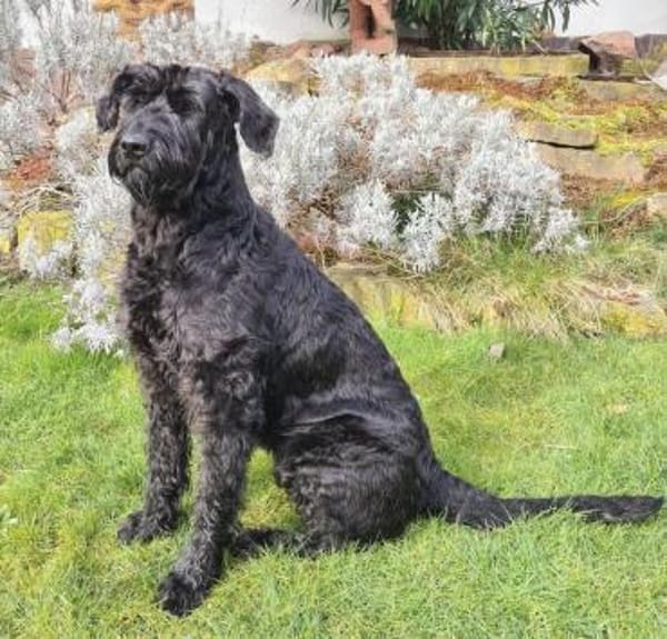 Laika, Riesenschnauzer (geb. 02/2017)