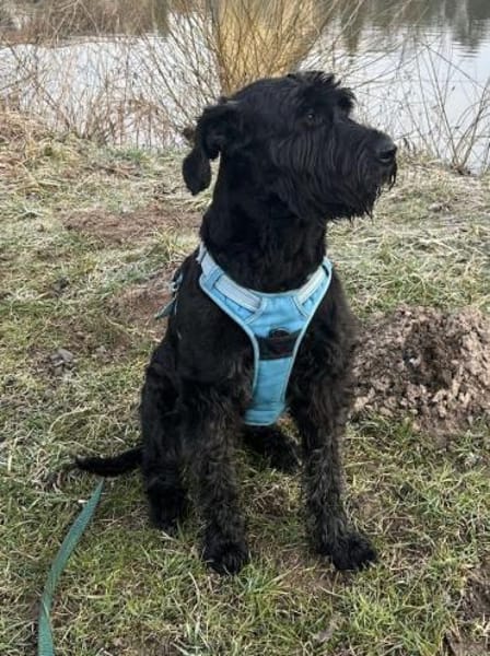 Laika, Riesenschnauzer (geb. 02/2017)