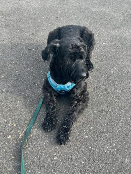 Laika, Riesenschnauzer (geb. 02/2017)