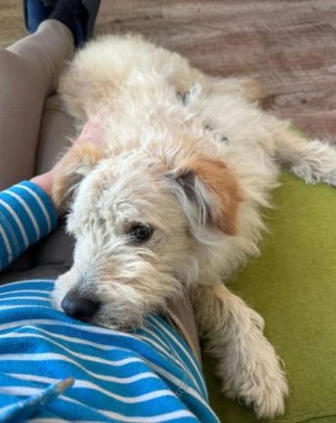 Lucky💗wartet in 78247 Schlatt am Randen