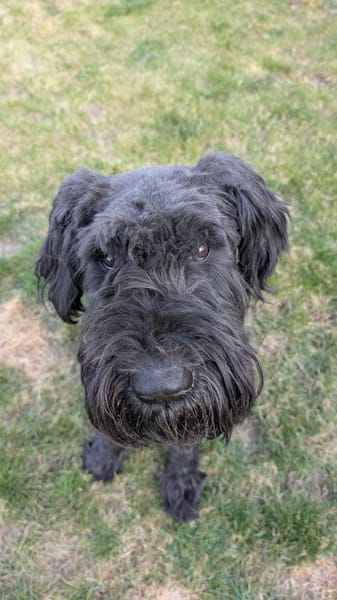 Riesenschnauzer Barney (geb. 03/2021)