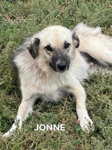 JONNE - Power auf 4 Pfoten