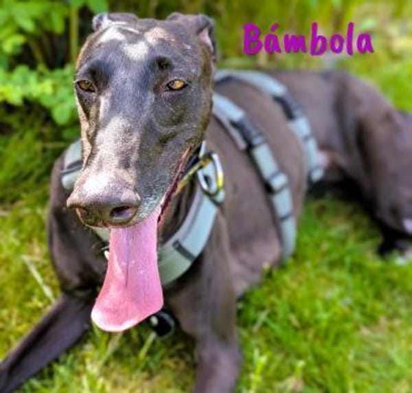 Bámbola lebensfrohe Galga 02/23 DE