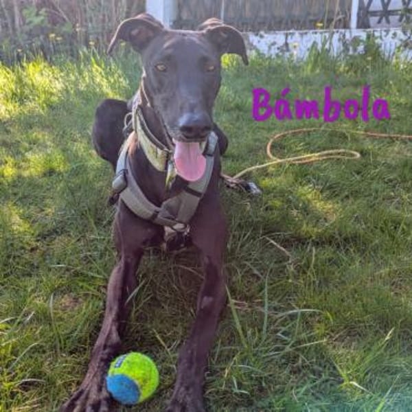 Bámbola lebensfrohe Galga 02/23 DE