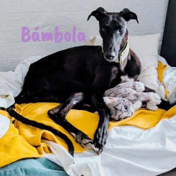 Bámbola lebensfrohe Galga 02/23 DE