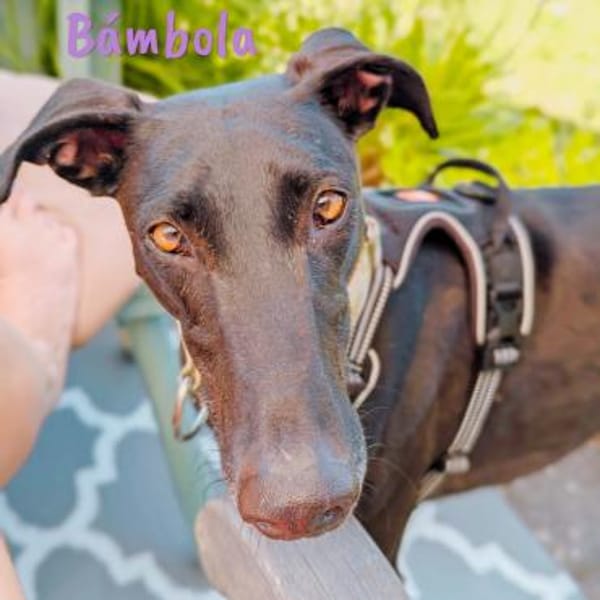 Bámbola lebensfrohe Galga 02/23 DE