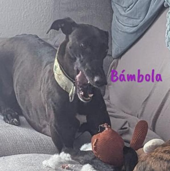 Bámbola lebensfrohe Galga 02/23 DE