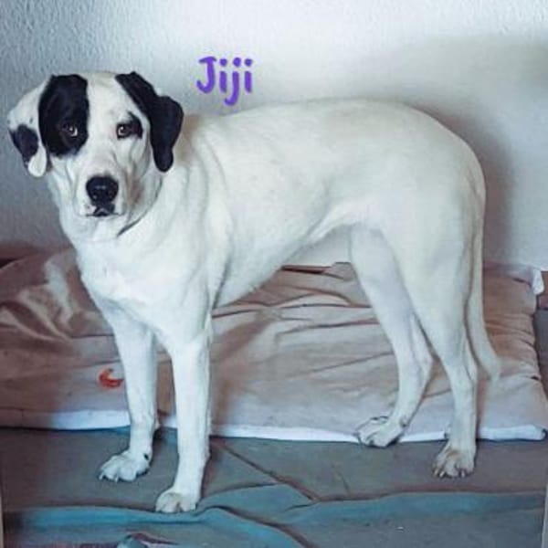 Jiji sanft, ruhig und liebevoll 7/23 DE