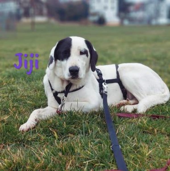 Jiji sanft, ruhig und liebevoll 7/23 DE