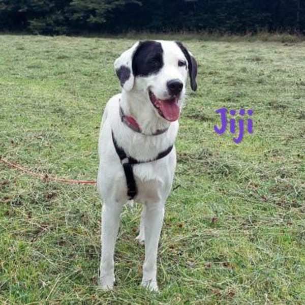 Jiji sanft, ruhig und liebevoll 7/23 DE
