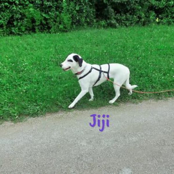 Jiji sanft, ruhig und liebevoll 7/23 DE