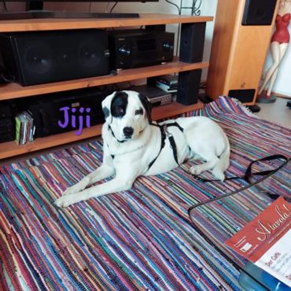 Jiji sanft, ruhig und liebevoll 7/23 DE
