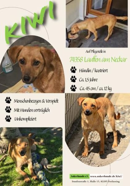 💕Kiwi💕sucht ihre Menschen💕