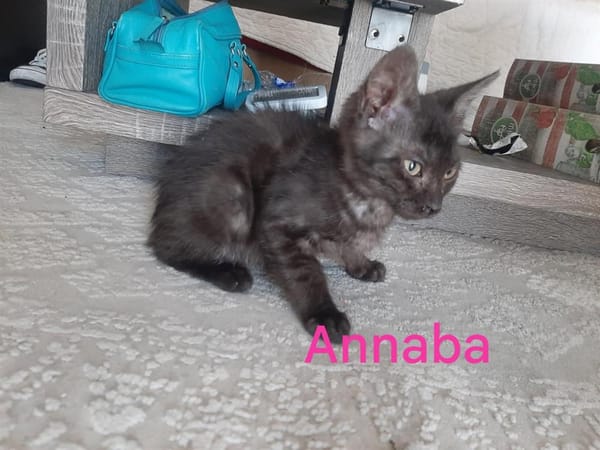 ANNABA