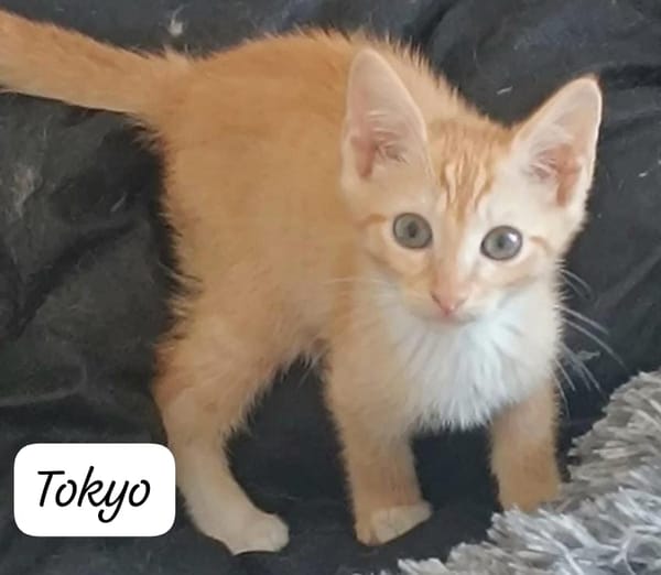 TOKYO (bb salina)