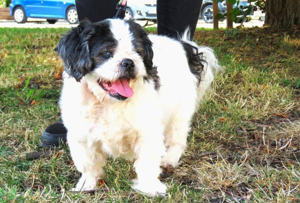 GANJI