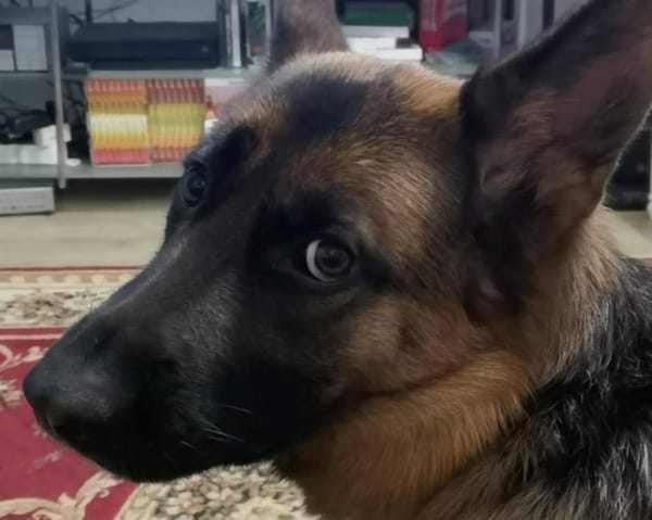 NALA     CNNE