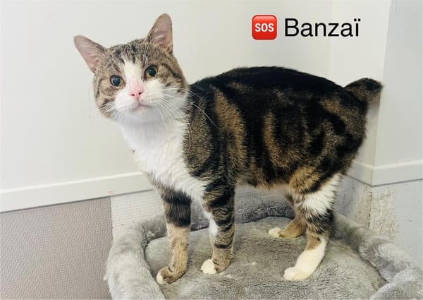 Banzai