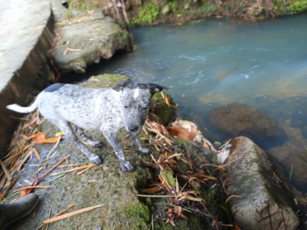 Agate la petite joueuse