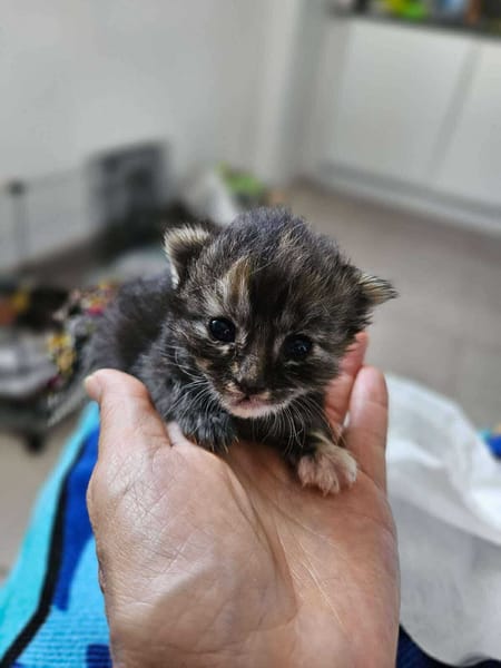Nala