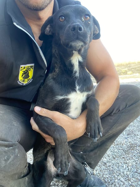 MINNIE (Union animal)