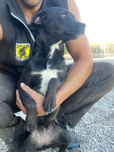 MINNIE (Union animal)