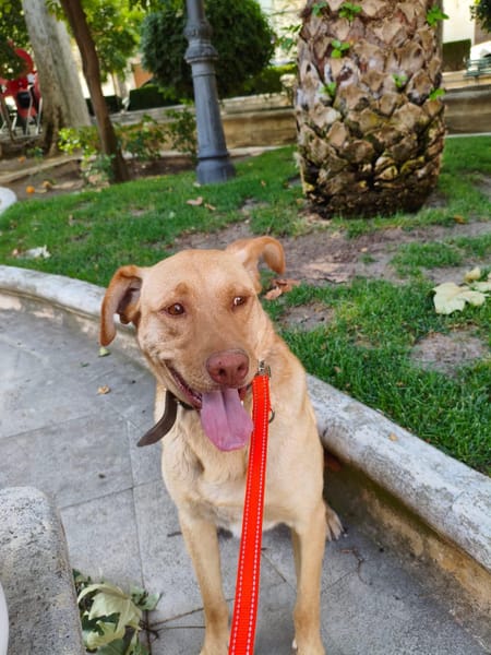AVION  (Union animal)