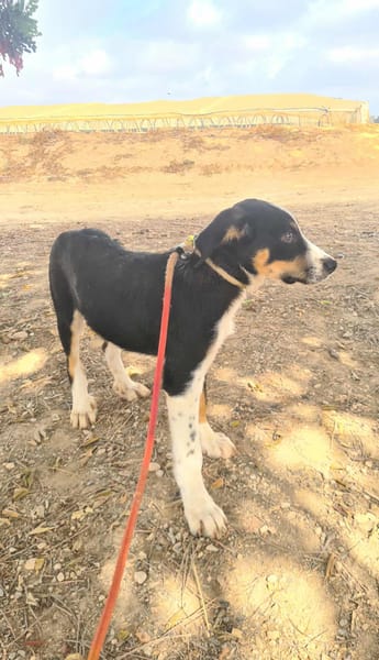 CARLOS (Maria)