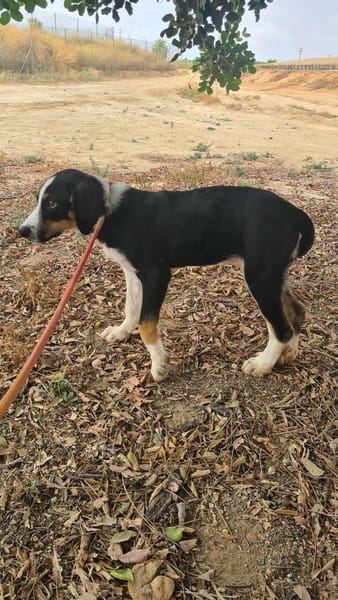 CARLOS (Maria)