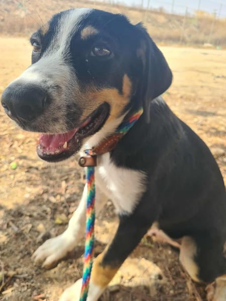 CARLOS (Maria)