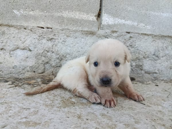 CHEESECAKE (union animal)