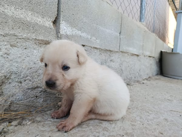 CHEESECAKE (union animal)