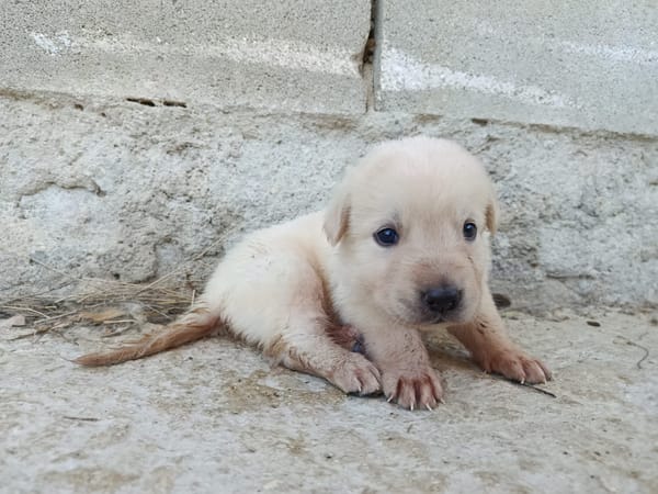 CHEESECAKE (union animal)