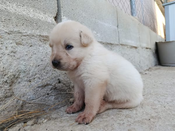 CHEESECAKE (union animal)