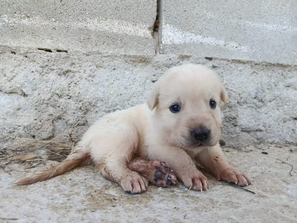 CHEESECAKE (union animal)