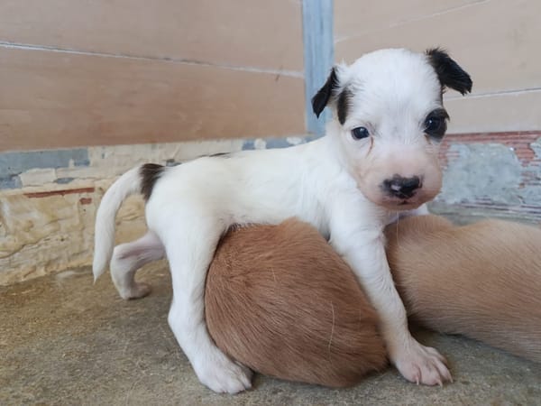 EDWARD (union animal)