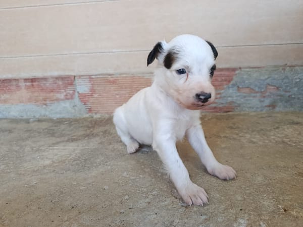 EDWARD (union animal)
