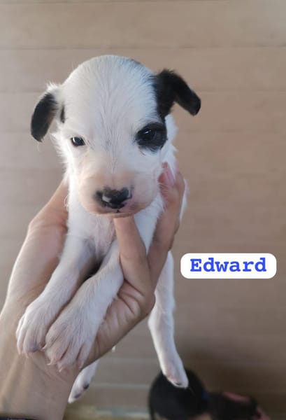 EDWARD (union animal)