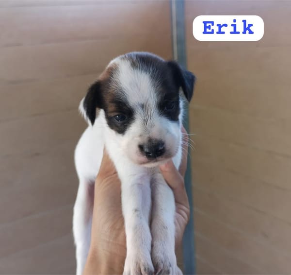 ERIK (union animal)