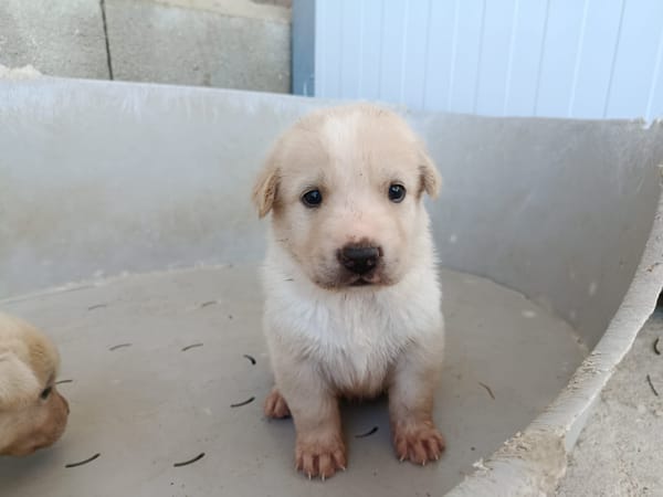 GALLETA (union animal)