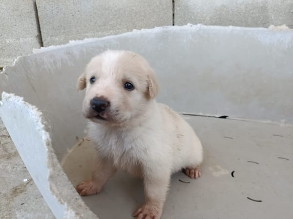 GALLETA (union animal)