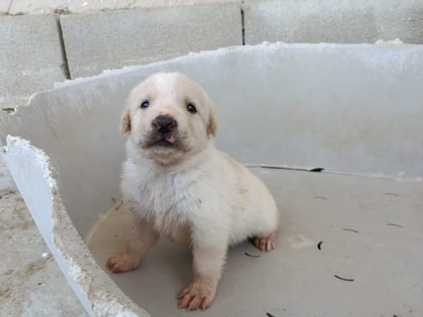 GALLETA (union animal)