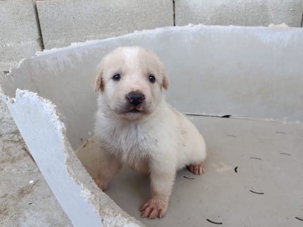 GALLETA (union animal)