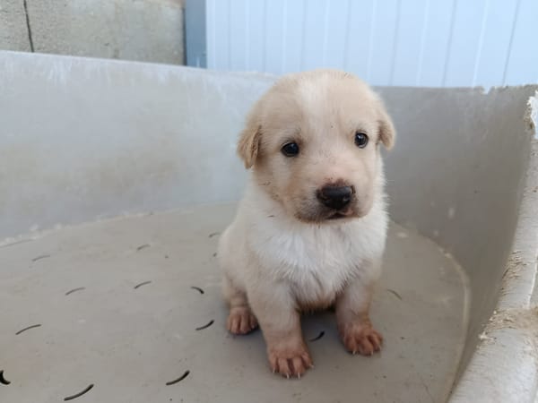 GALLETA (union animal)