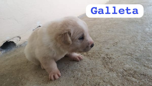 GALLETA (union animal)