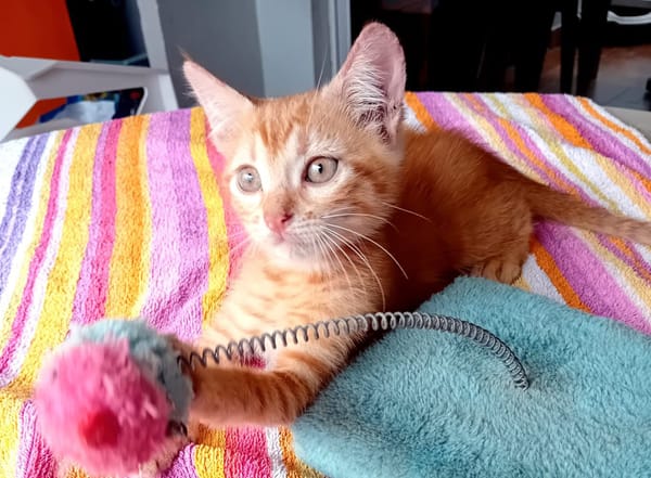 BOBBY-PIGGY, chaton mâle type européen