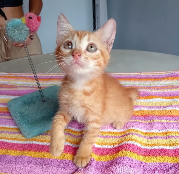 BOBBY-PIGGY, chaton mâle type européen
